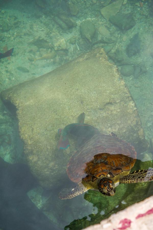 Hostel Villa Luz Beach Tintipan Island ภายนอก รูปภาพ